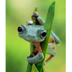 x_FrogSquad