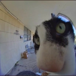 kitty_11