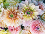 Dancing flowers academy