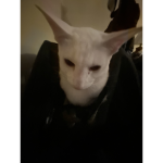 Police peepoop