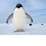 tt penguin group!!-