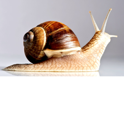 Snail obby (easy)