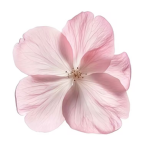 Floravibe