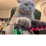 Gamer Cat's!