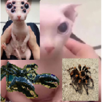 Tarantula! Studios