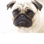 PUG private universal group