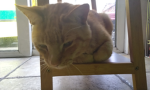 Cat ###### studios