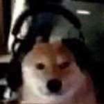 the awsome doge club