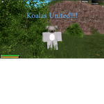 Koalas United!!!!