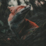 [-] Fox Rp [-]