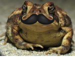 ~ Ugly Toads ~