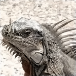 The Iguanas!