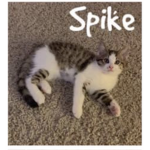 Kitty cat children’s group everything is cutie it’