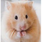 hamster time!
