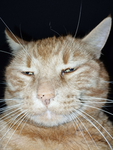 MFW (My Face When)