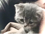 The kittens. .