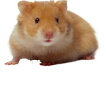If You Lost Your Hamster:Tips