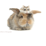 Animal Club ;)