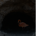 hidden cave of flamingo