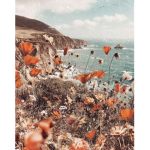flores perdidas
