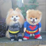 dogs forever!