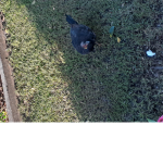 pork_chop