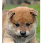 Doge Army and freinds.