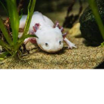 Team Axolotlów