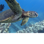 Offcial Turtle Group