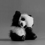 The Super Panda Squad