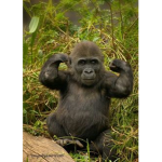 Monkeys and gorilla united