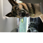 HES MR DOGGO