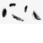 Darkened Feathers = (