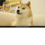 DOGE CLAN RULES