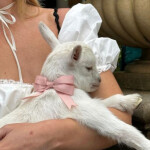 :¨ ·.· ¨:   `· . 