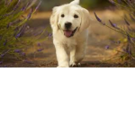 MangoSlayer Is a good boy