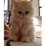 FluffyKittensYouWant