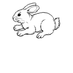 The dead bunny