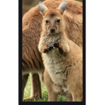 The baby kangaroos