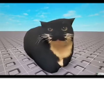 The Best of the Cats