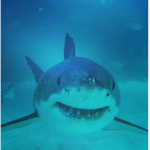 Lovely Sharks