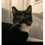 Meowxsh