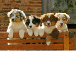 Doggy/puppy