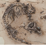 Fossilized Group