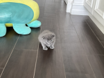 Cookies and cream kittens