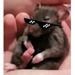 Rats_brats