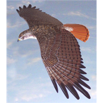 secret red hawks