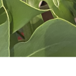 The Hawaii leaf girls