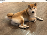 Jimmy_ biscuit supporter group Allie’s with Doge