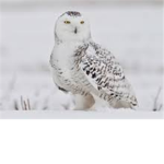 Owl ###### ######